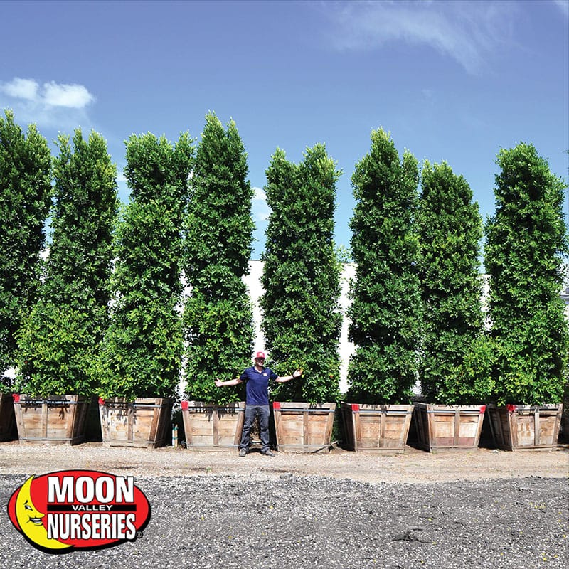 AZ Tree of The Week Indian Laurel Column